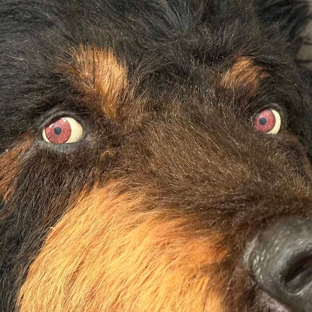 realistic bear costume like paddington available for tv events activations and film work uk usa