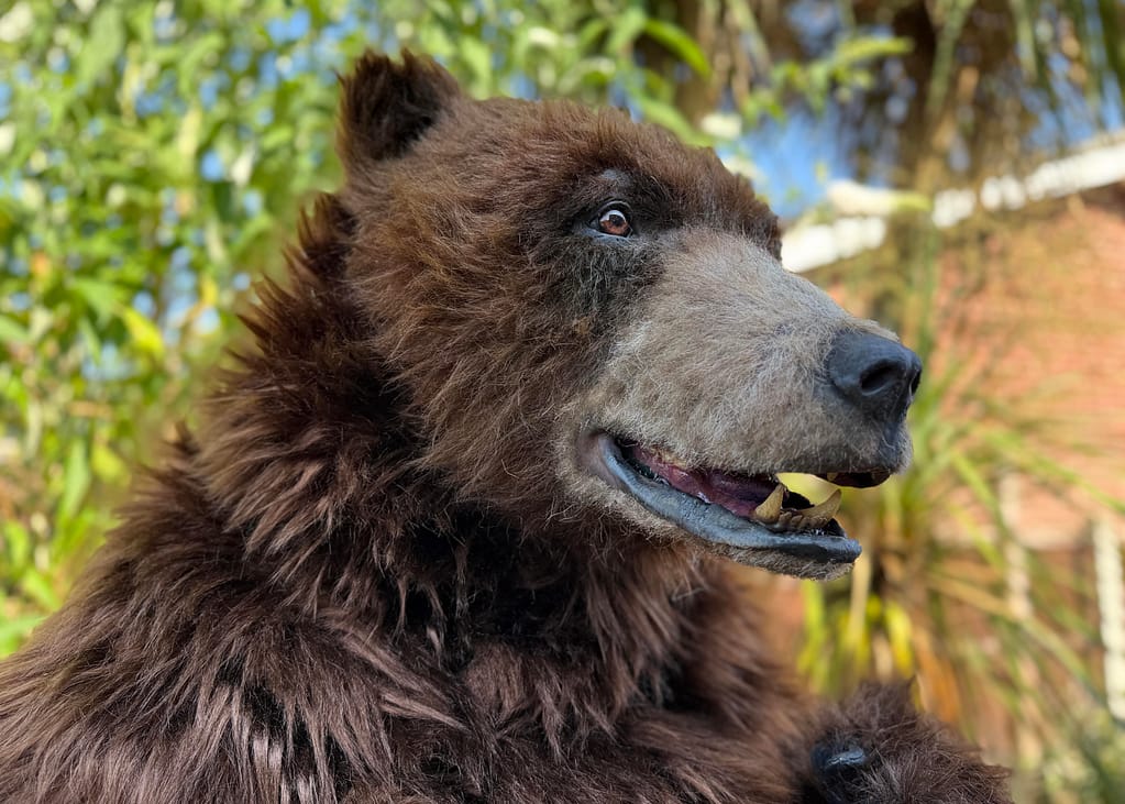 realistic brown bear suit hire available in manchester london ny and los angeles