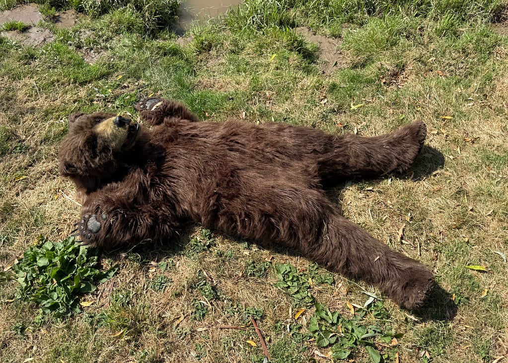 realistic animatronic brown bear for television commercials and live events
