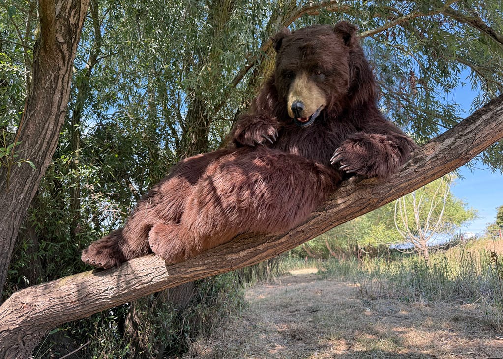 lifelike North American brown bear costume for film TV and commercials