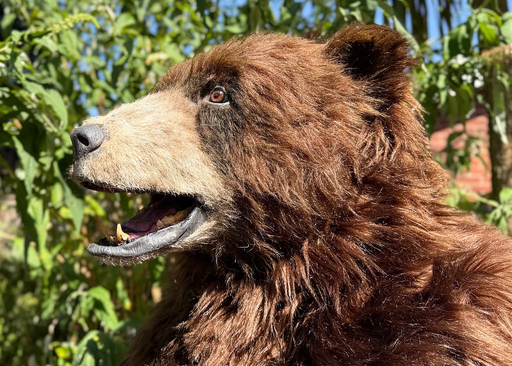 realistic brown bear costume available for hire in manchester london ny and los angeles