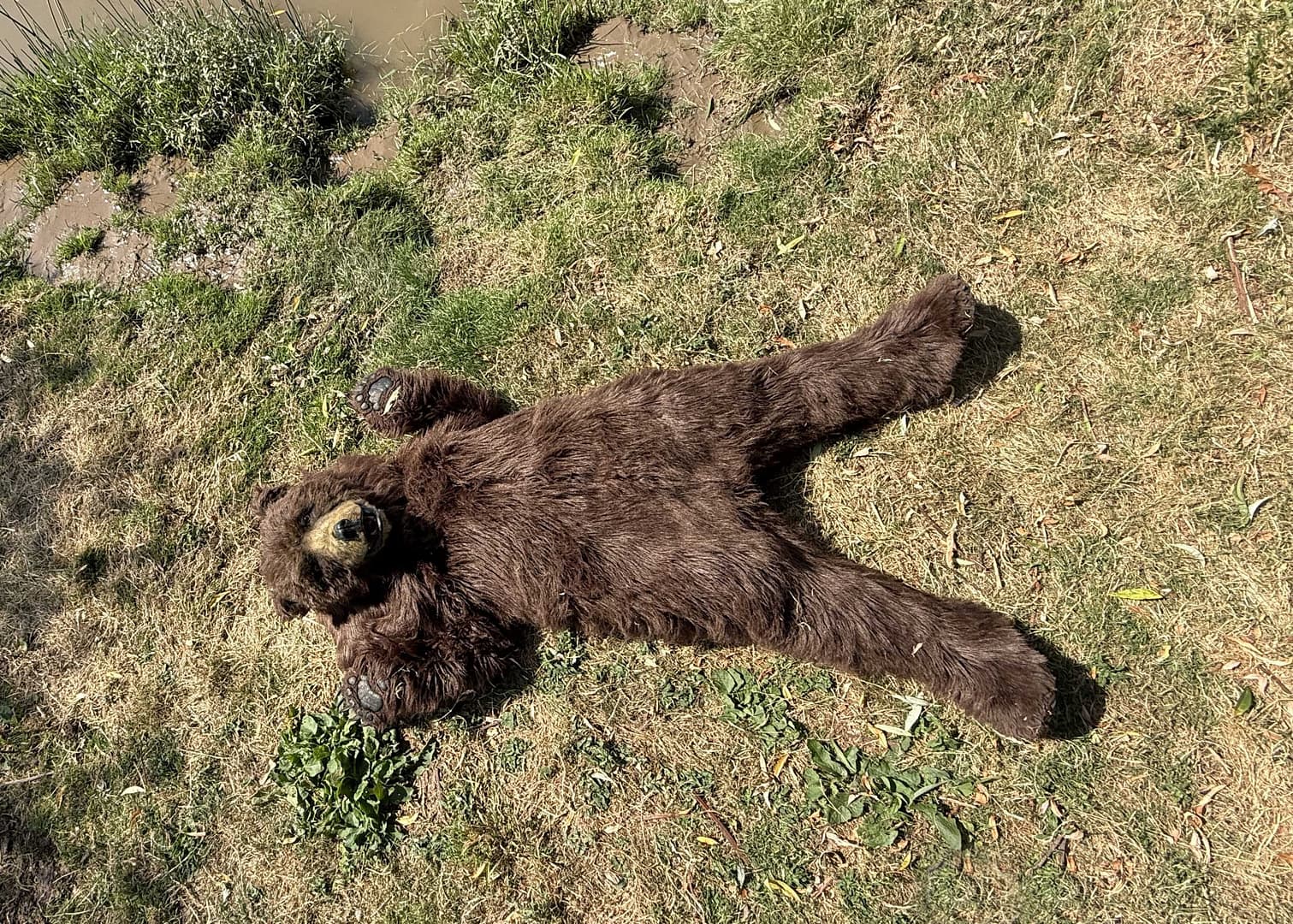 realistic brown bear creature suit available for productions in London and Los Angeles