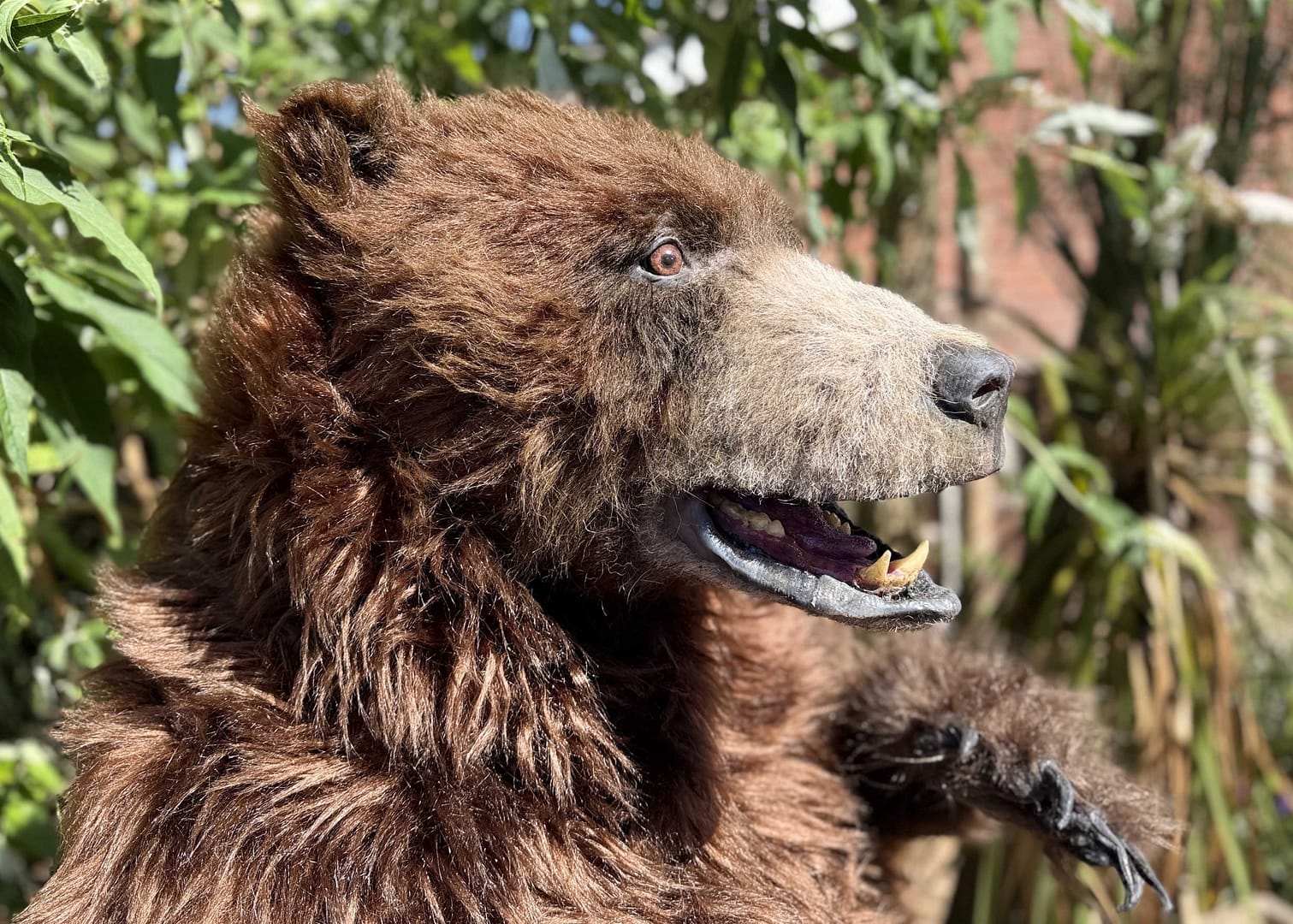 realistic brown bear costume available for hire in manchester london ny and los angeles