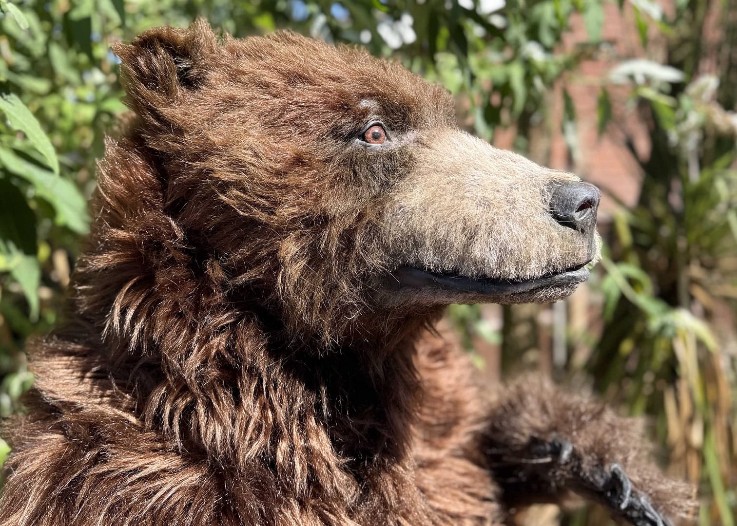 realistic brown bear costume available for hire in manchester london ny and los angeles