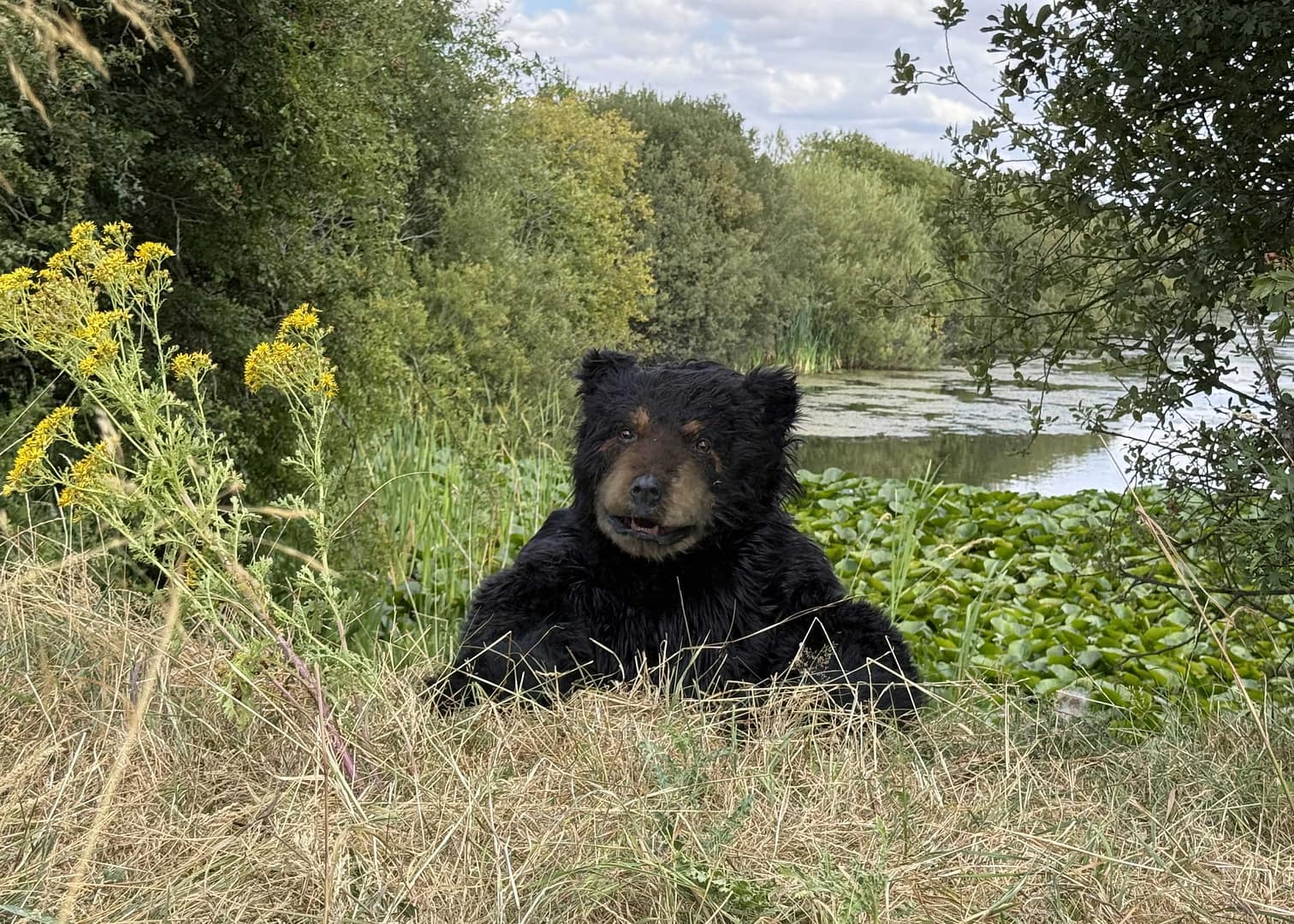 realistic black bear creature suit for film and commercial shoots in Los Angeles