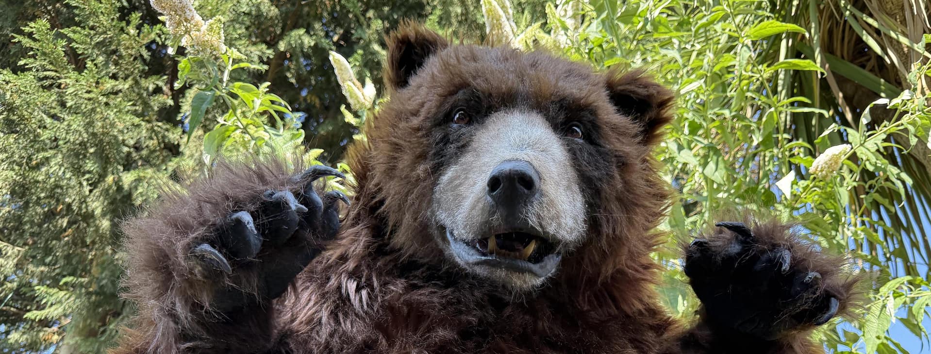 realistic brown bear suit hire available in manchester london ny and los angeles