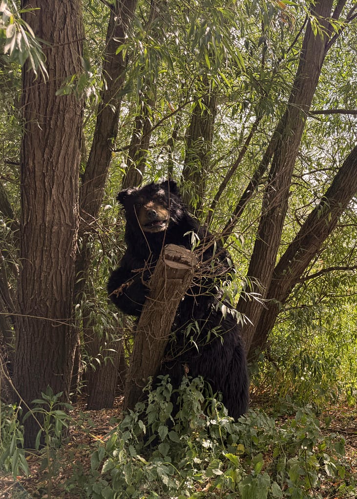 realistic American black bear costume available for productions in the UK Europe and USA