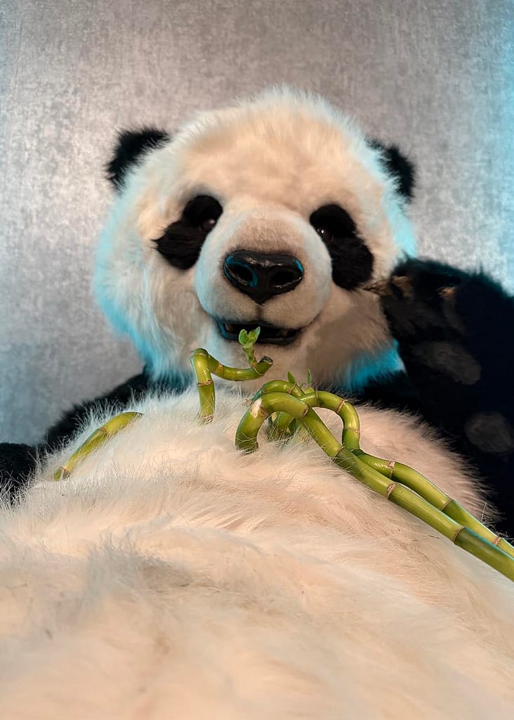 Pan the realistic panda character available for productions worldwide