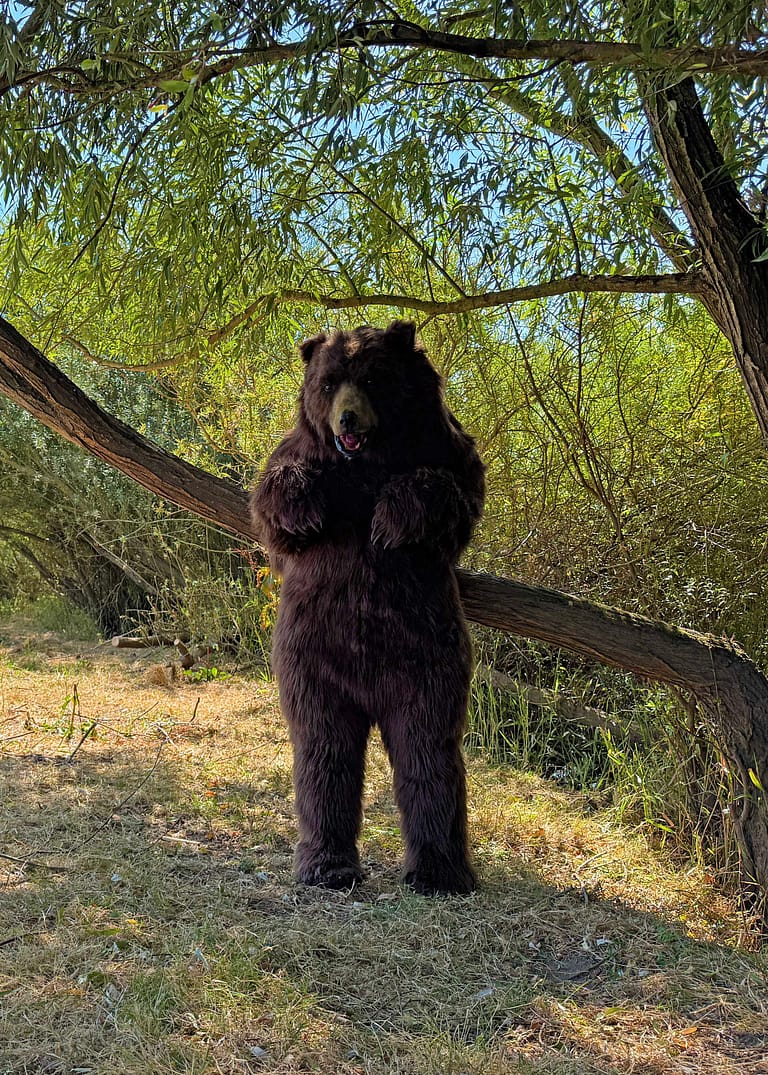 Mack the realistic brown bear character supported by the TV Bears International team