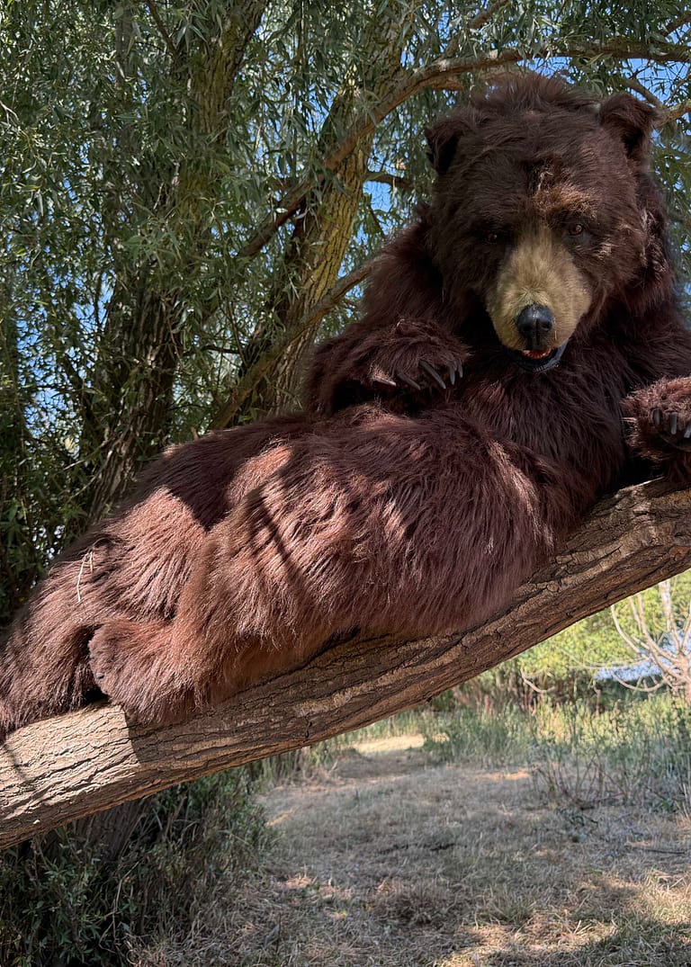 Close view of Mack's realistic brown bear face and interchangeable eyes