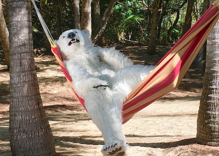 Frostbite the polar bear relaxing during a production day