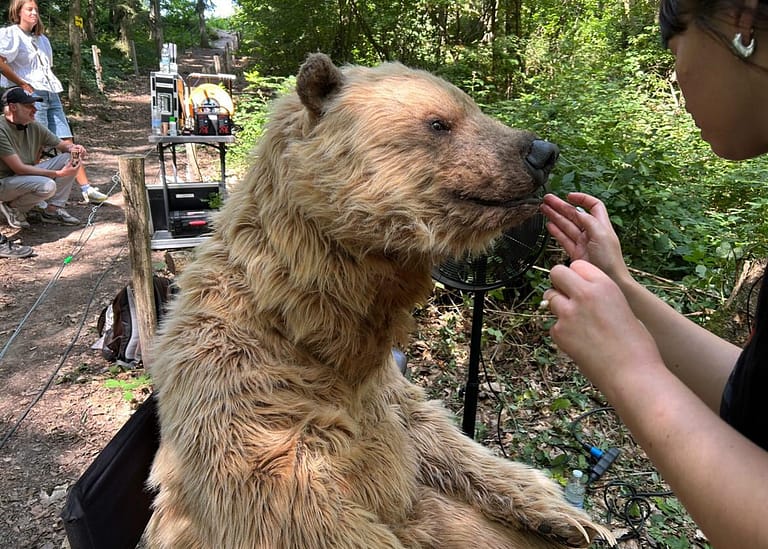 Realistic grizzly bear character working on an international production