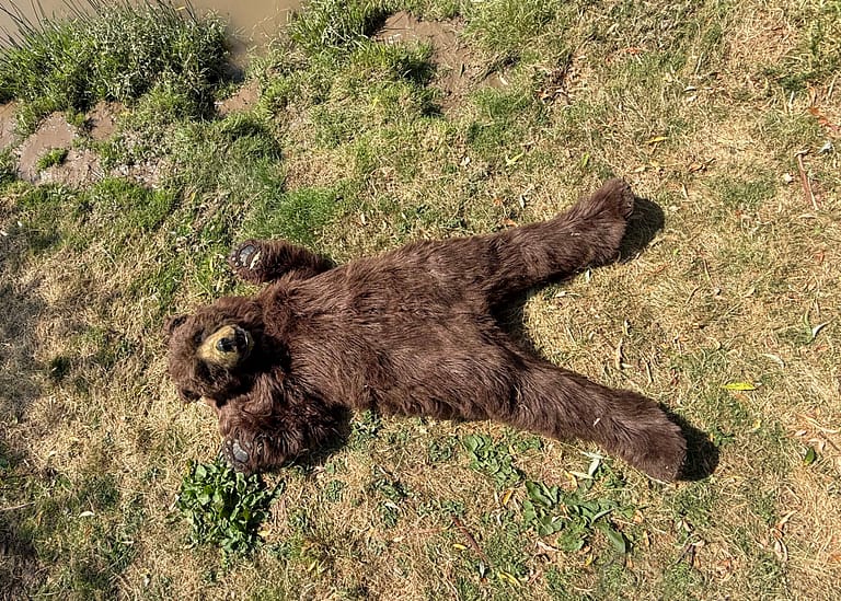 Mack realistic brown bear creature suit production reference