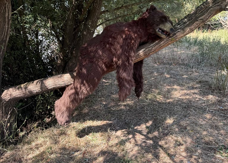 Realistic brown bear costume for film and television productions