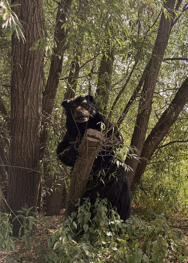 realistic American black bear costume available for productions in the UK Europe and USA