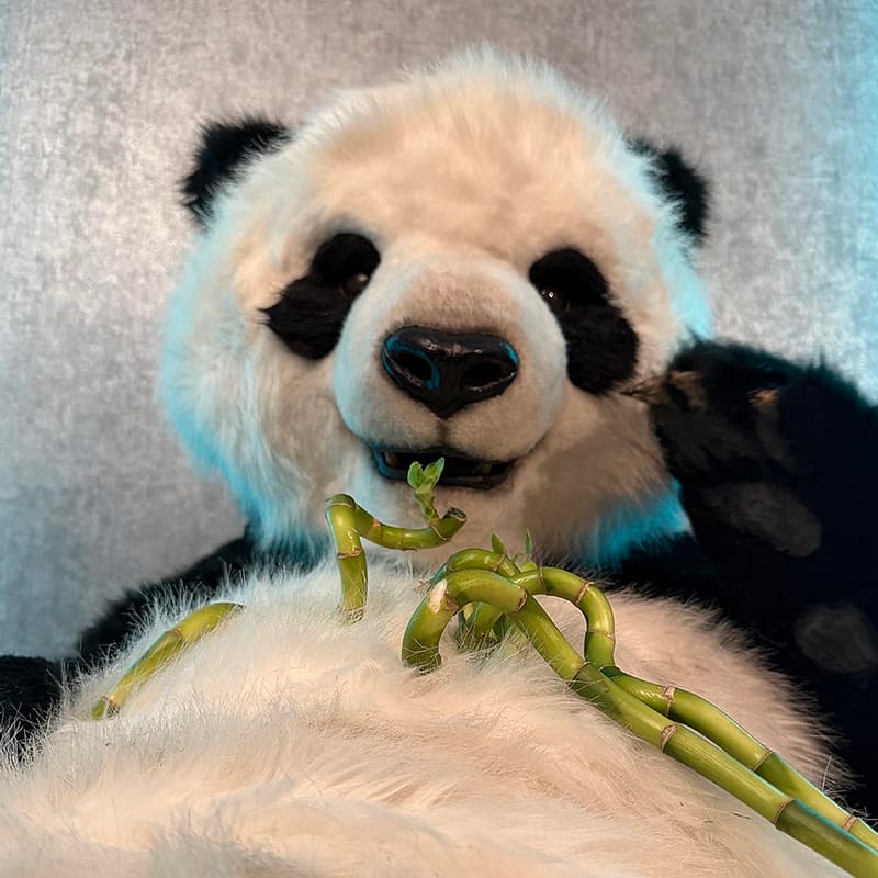 realistic panda costume available for tv events activations and film work uk usa