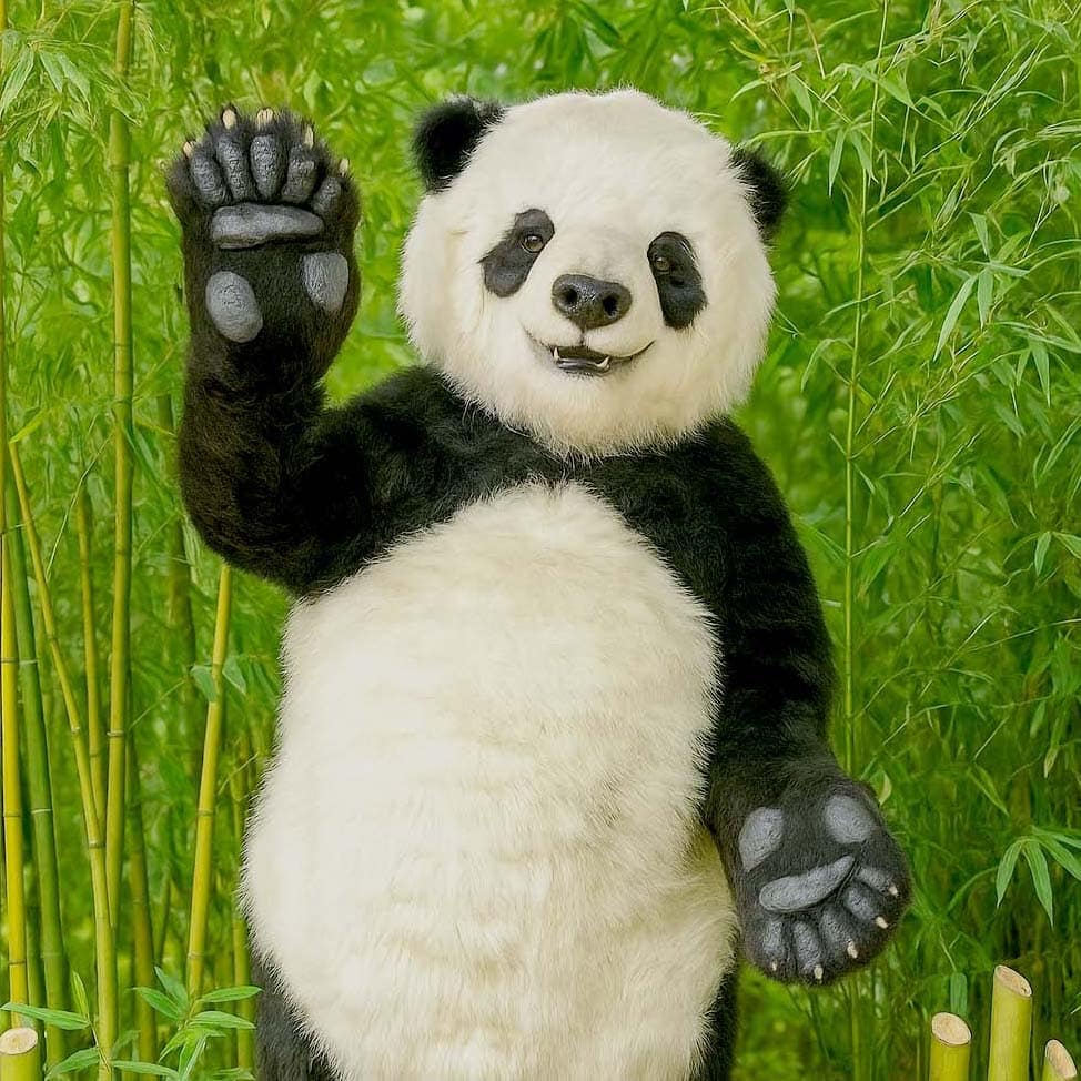 realistic panda bear costume for film tv and events by tv bears international